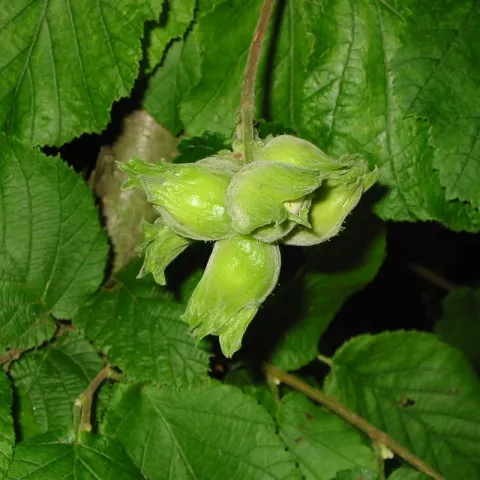 Corylus avellana