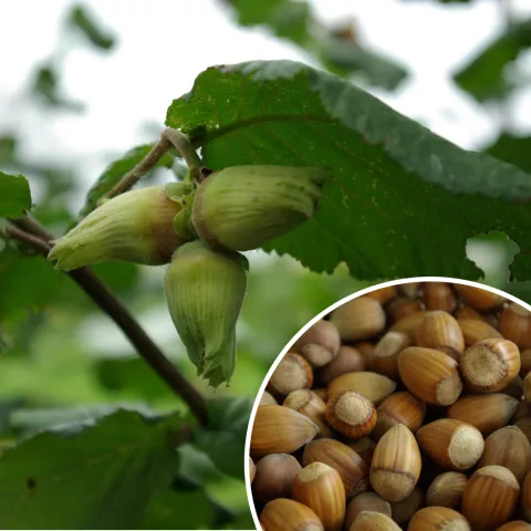 Corylus avellana 'Webbs Prize Cob'