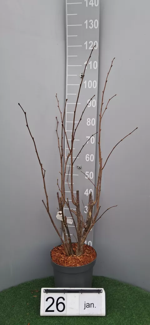 Corylus avellana 'Webbs Prize Cob'