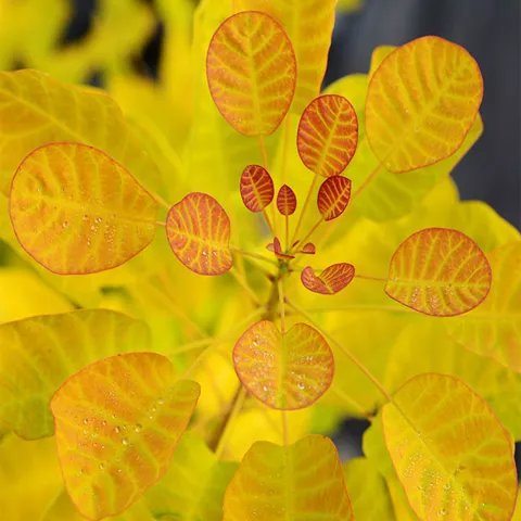 Cotinus coggygria 'Golden Lady' ® 'Mincojau3'