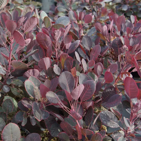 Cotinus coggygria 'Lilla' ®