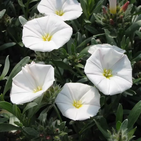 Convolvulus cneorum