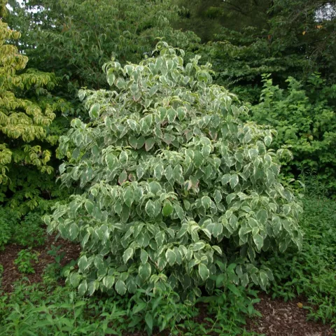 Cornus controversa 'Variegata'