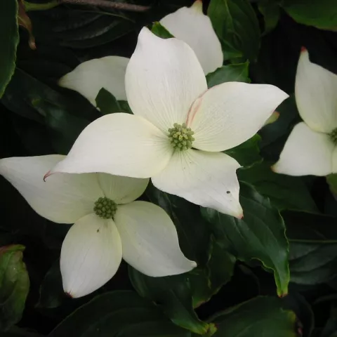 Cornus kousa 'China Girl'