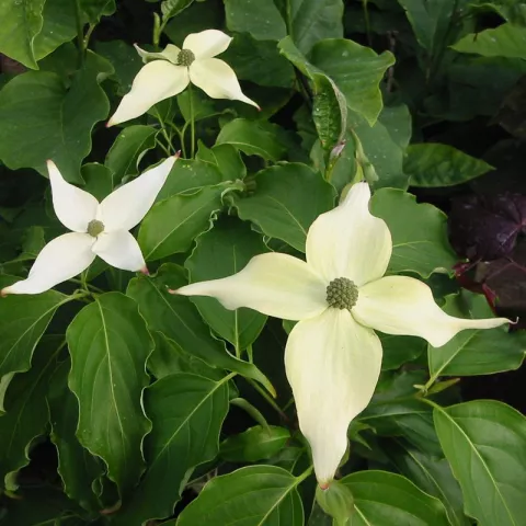 Cornus kousa 'Grossblumig Spät'