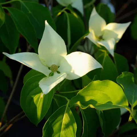 Cornus kousa 'Milky Way'