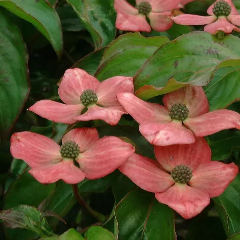 Cornus kousa 'Satomi'