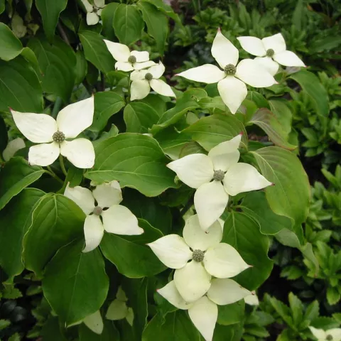 Cornus kousa 'Schmetterling'