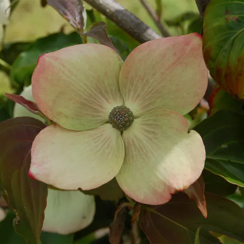 Cornus kousa 'Teutonia'