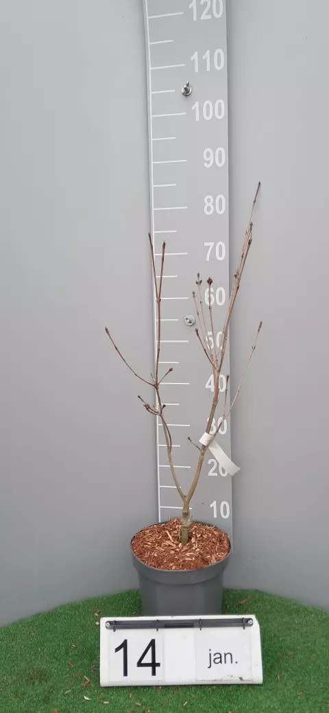 Cornus kousa 'Teutonia'