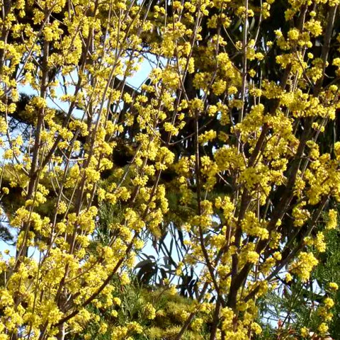 Cornus mas