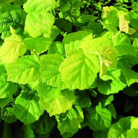 Corylus avellana 'Aurea'