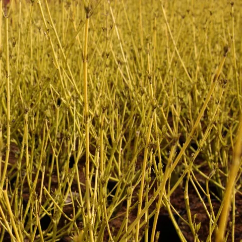 Cornus sericea 'Flaviramea'