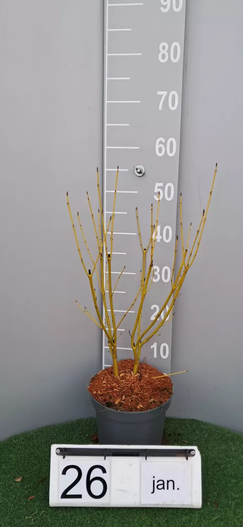 Cornus sericea 'Flaviramea'