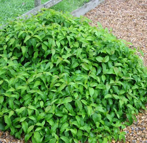 Cornus stol. 'Kelsey's Dwarf'