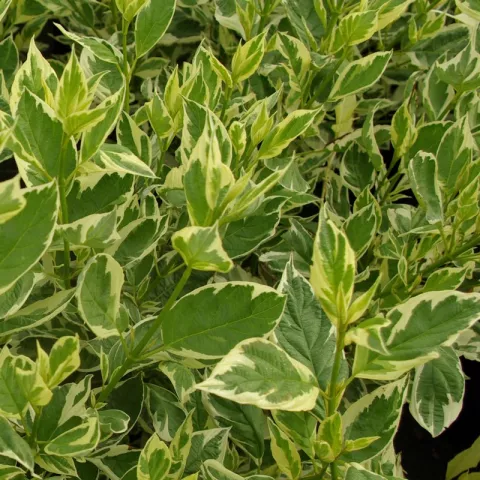 Cornus sericea 'White Gold'