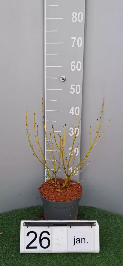 Cornus sericea 'White Gold'