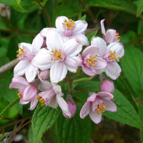 Deutzia hyb. (x) 'Mont Rose'