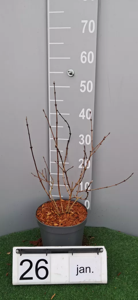 Deutzia hyb. (x) 'Mont Rose'