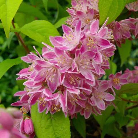 Deutzia h.(x) 'Strawberry Fields'