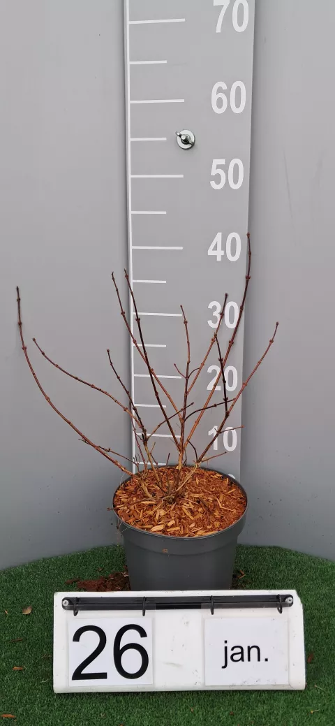 Deutzia h.(x) 'Strawberry Fields'