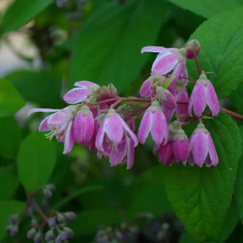 Deutzia hyb. (x) 'Tourbillon Rouge'