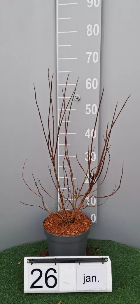 Deutzia hyb. (x) 'Tourbillon Rouge'