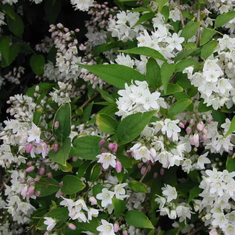 Deutzia rosea 'Campanulata'
