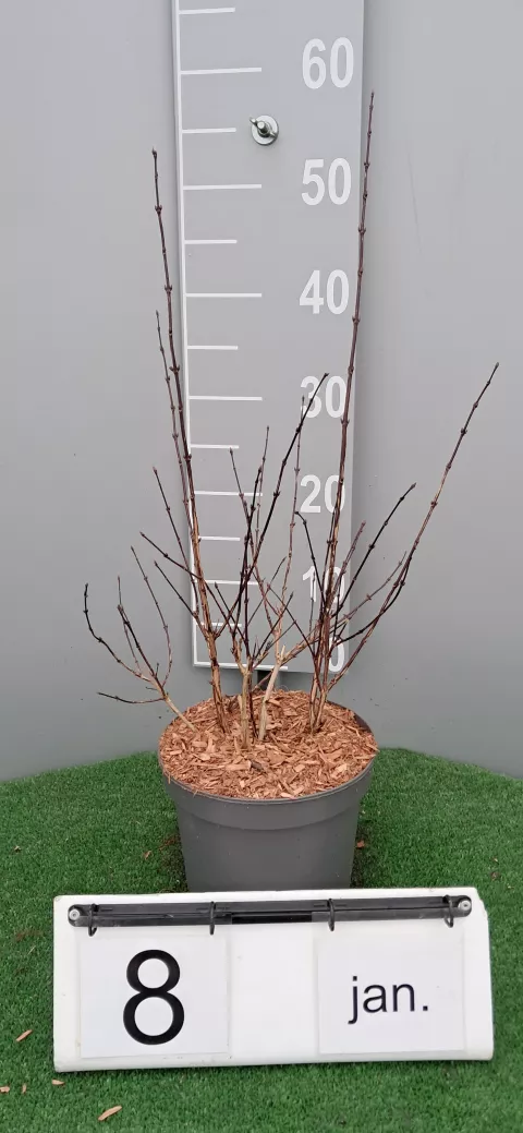 Deutzia rosea 'Campanulata'