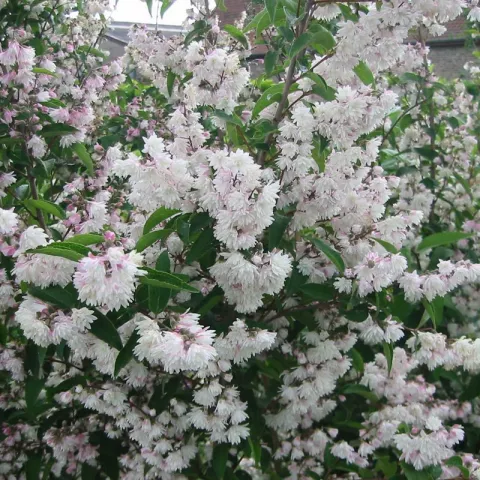 Deutzia scabra 'Plena'