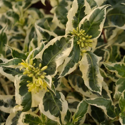 Diervilla sessilifolia 'Cool Splash' ®