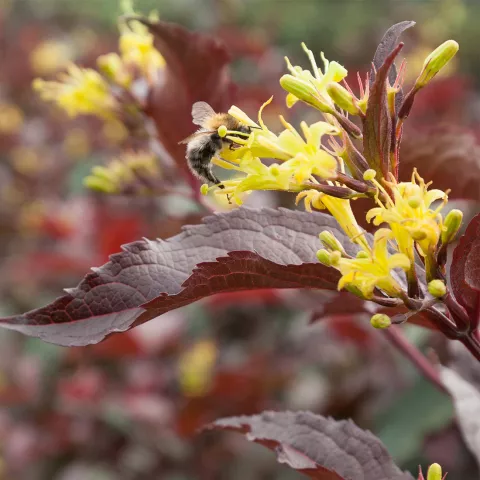 Diervilla splendens 'Diva' ®