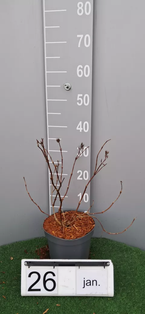 Diervilla splendens 'Diva' ®