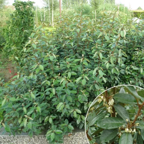 Elaeagnus (x) ebbingei