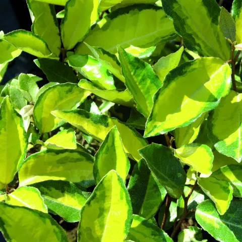 Elaeagnus (x) ebbingei ELEADOR ®