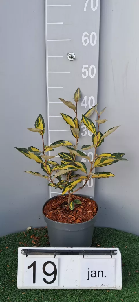 Elaeagnus (x) ebbingei ELEADOR ®