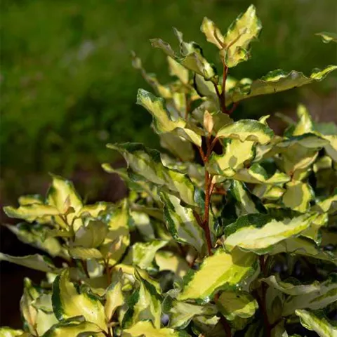 Elaeagnus (x) ebbingei 'Maryline'®  Abrela