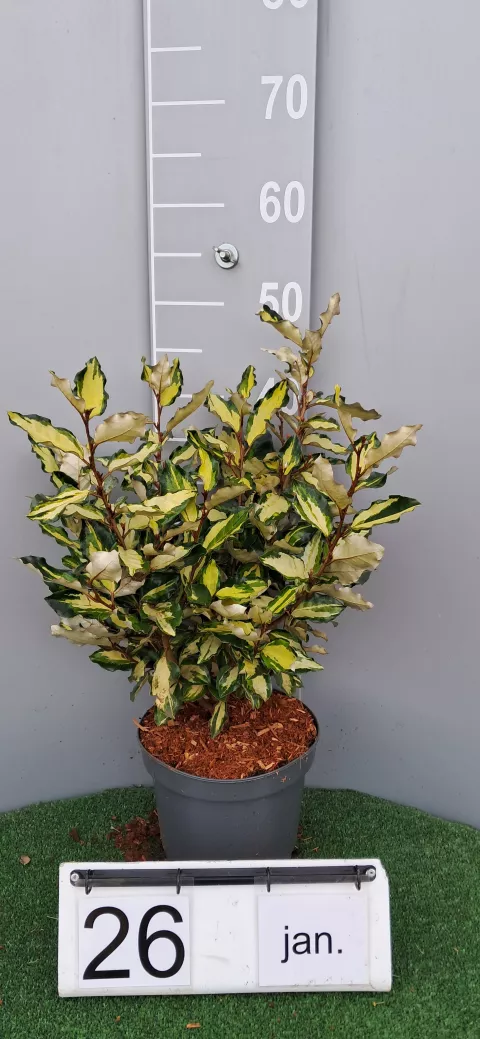 Elaeagnus (x) ebbingei 'Maryline'®  Abrela