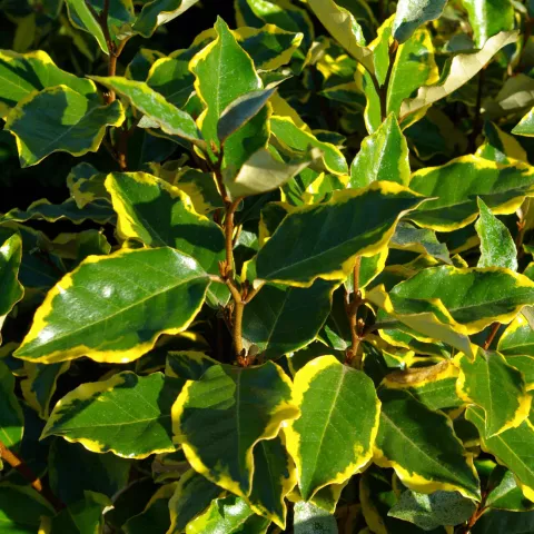 Elaeagnus (x) ebbingei 'Viveleg'®