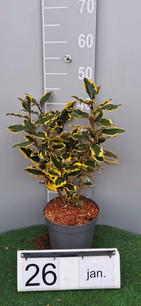 Elaeagnus (x) ebbingei 'Viveleg'®