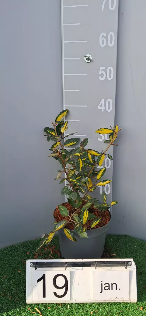 Elaeagnus pungens 'Maculata'