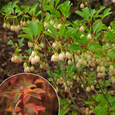 Enkianthus campanulatus