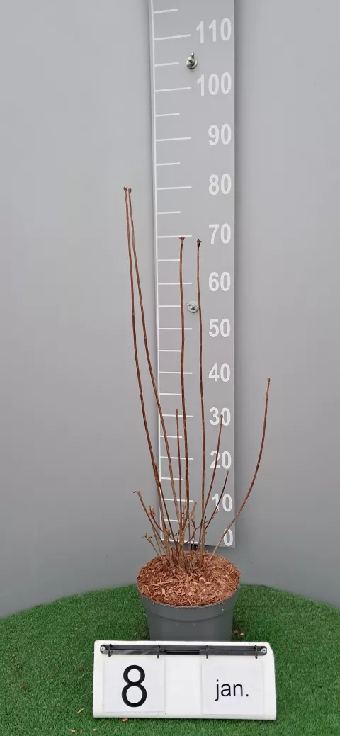 Enkianthus campanulatus