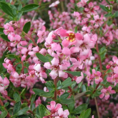 Escallonia 'Donard Radiance'