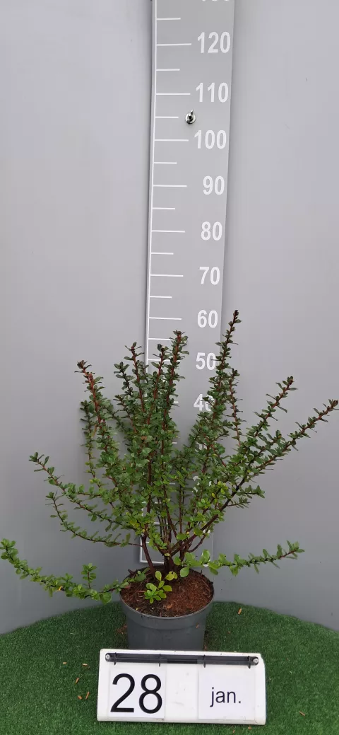 Escallonia 'Donard Radiance'