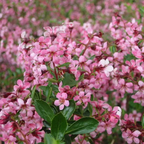 Escallonia 'Darts Rosyred'