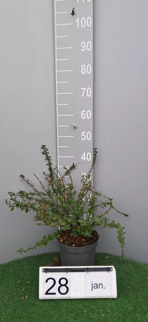 Escallonia 'Darts Rosyred'