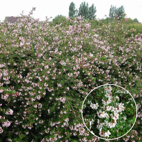 Escallonia 'Donard Seedling'