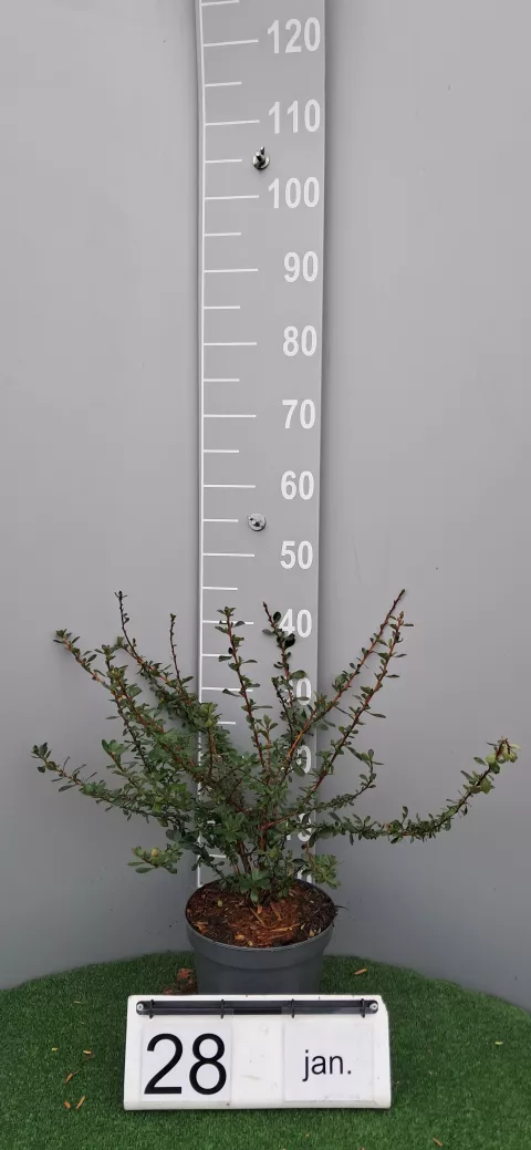 Escallonia 'Donard Seedling'