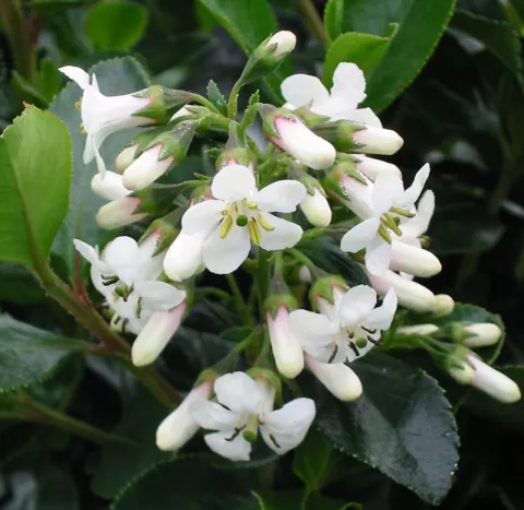 Escallonia 'Iveyii'